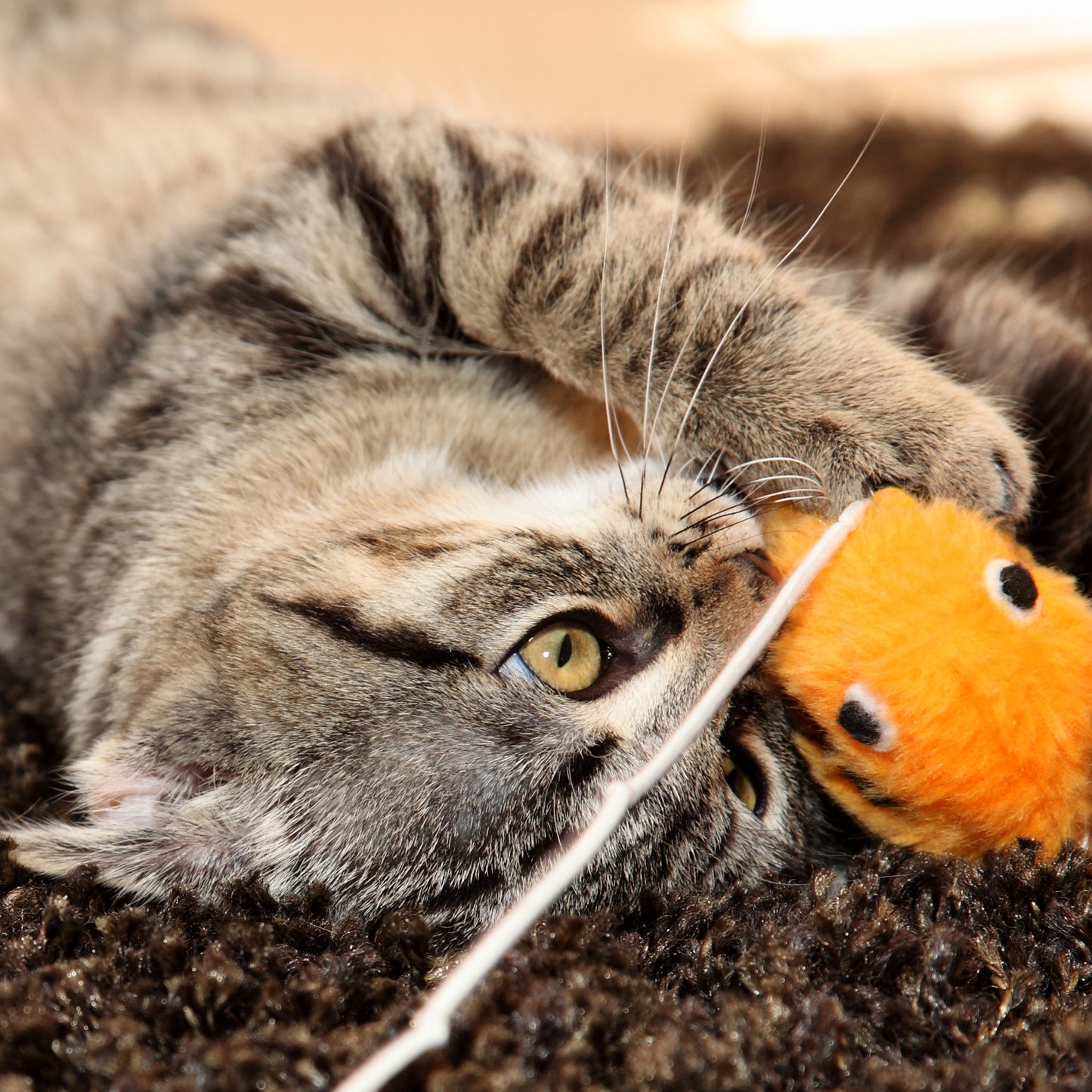 Foldable Cat Activity Center