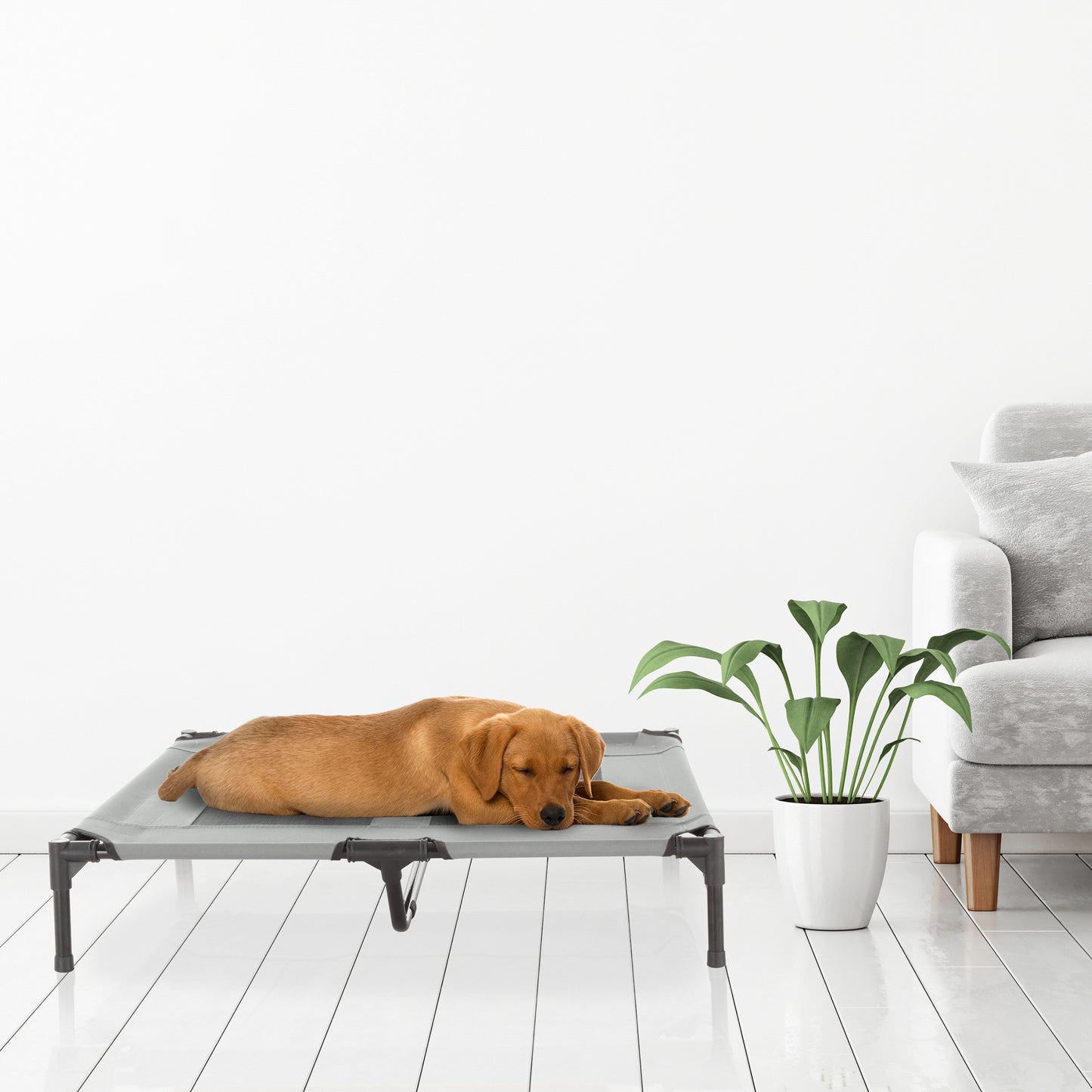 Elevated Dog Bed
