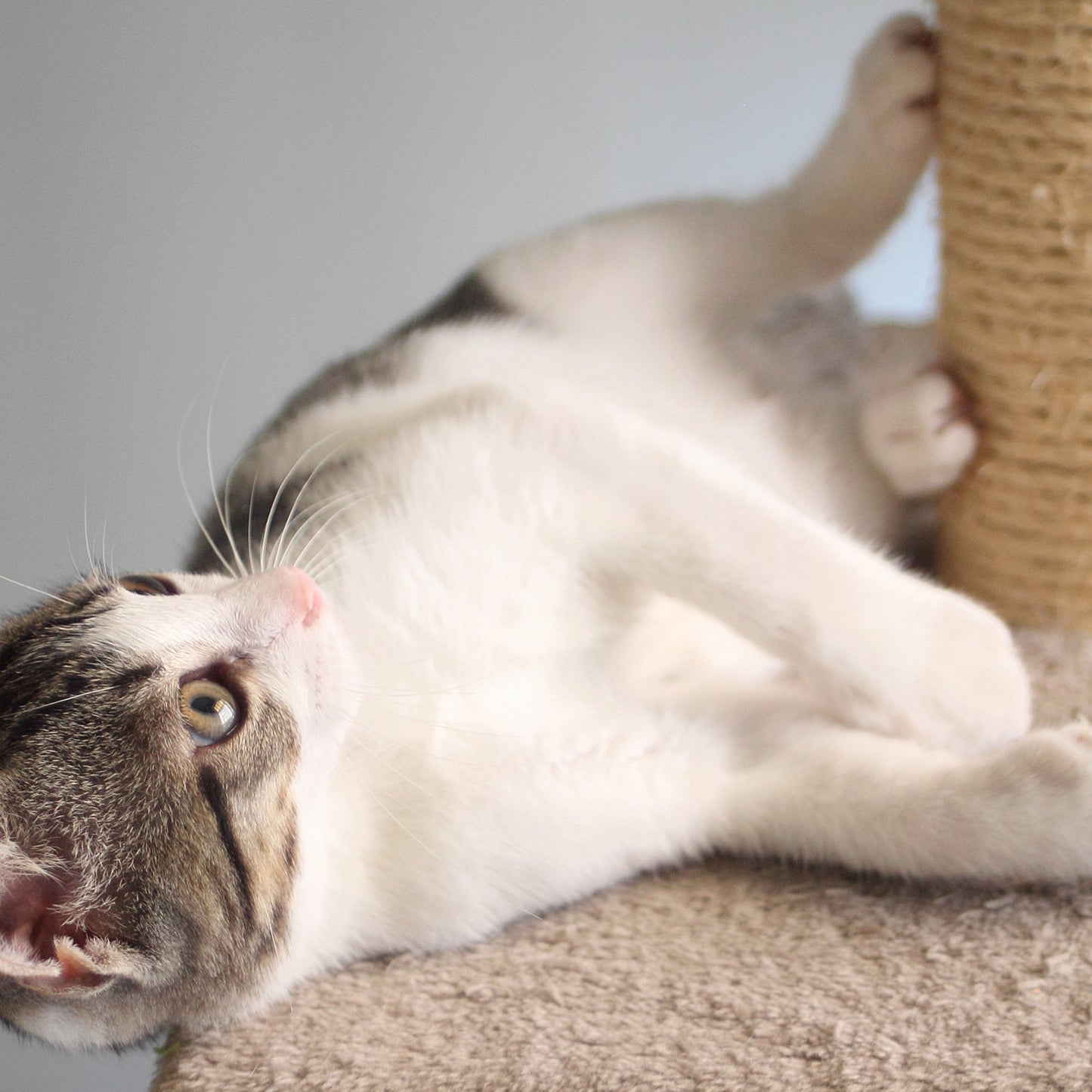 Kitty Cat Condo with Overhead Balcony