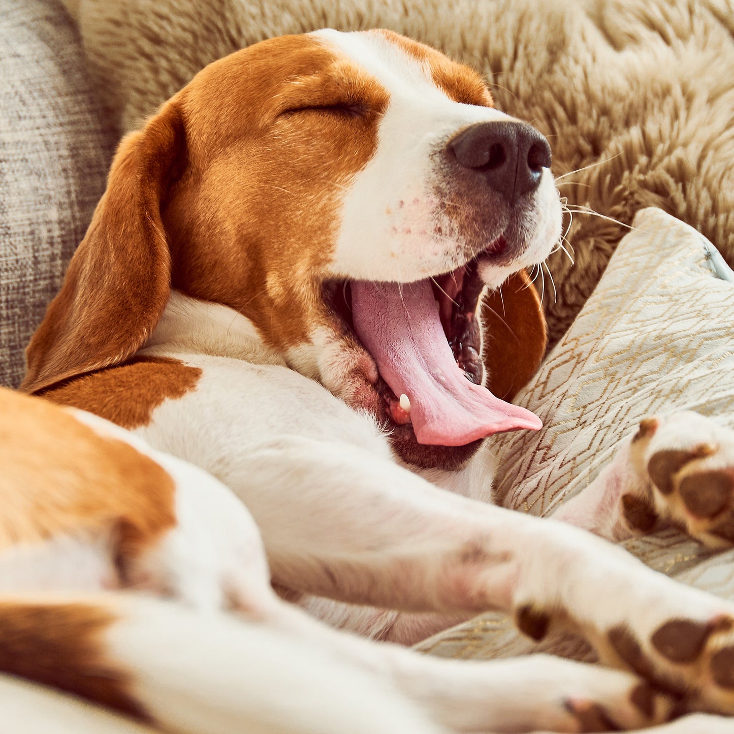 Orthopedic Memory Foam Pet Bed