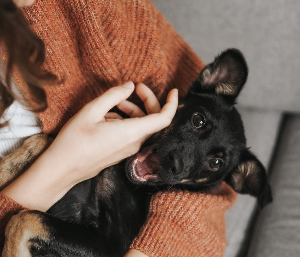 Small puppy dog lays within arms of an owner, playfully showing baby dog teeth and looking bright eyed at the camera.