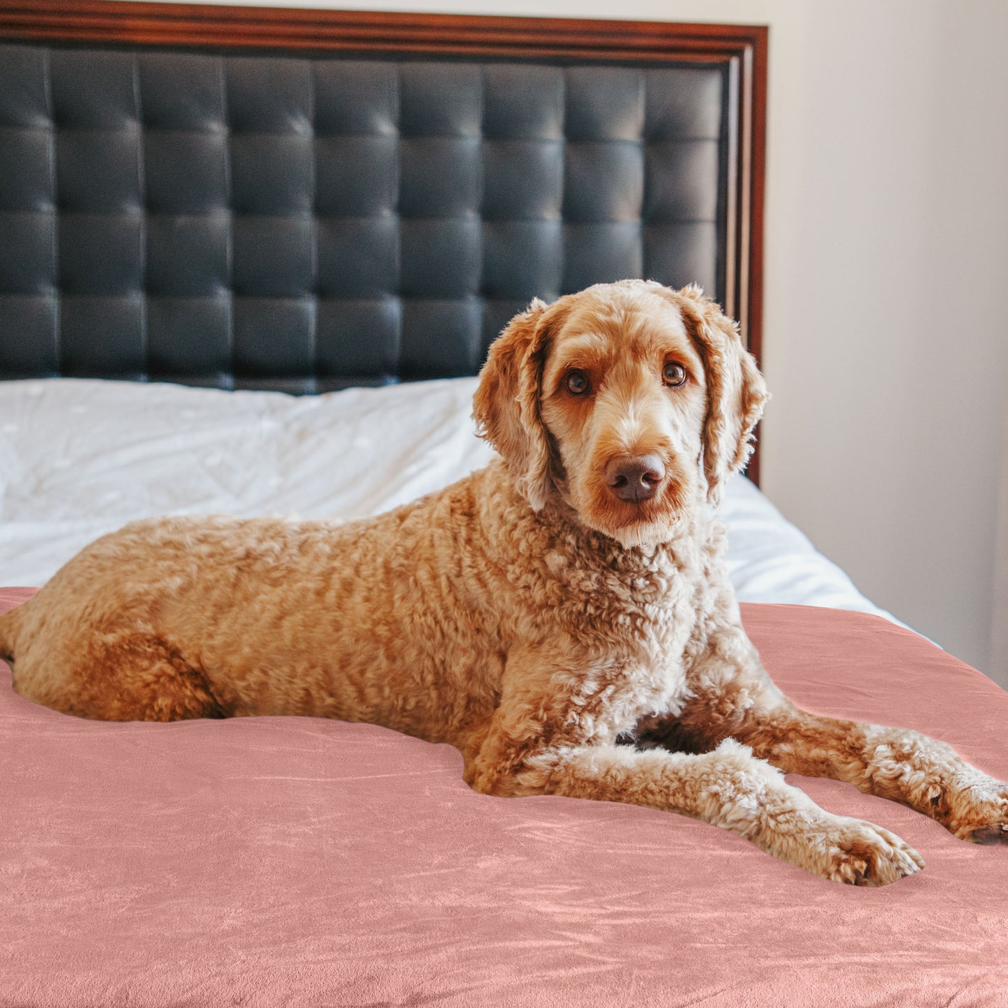 PETMAKER 50x60-Inch Waterproof Dog Blanket, Pink