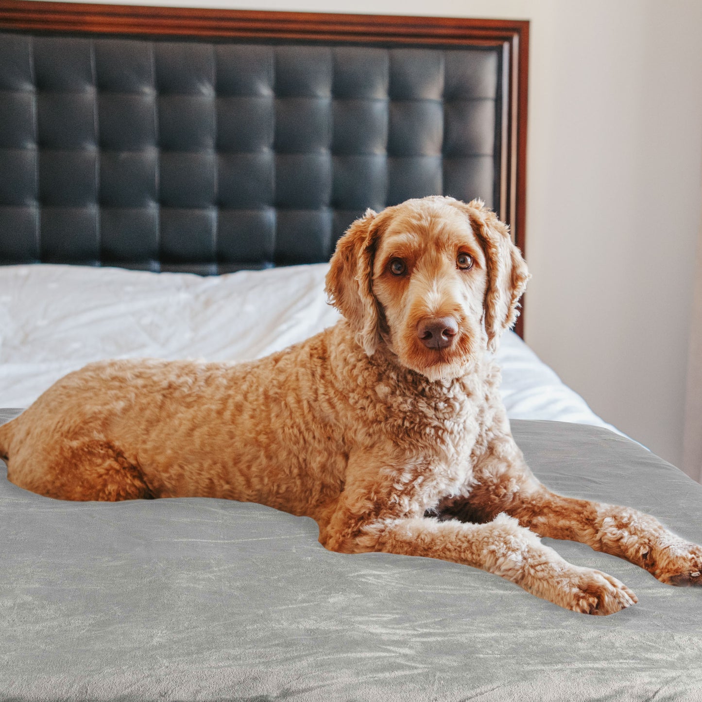 PETMAKER 50x60-Inch Waterproof Dog Blanket, Gray