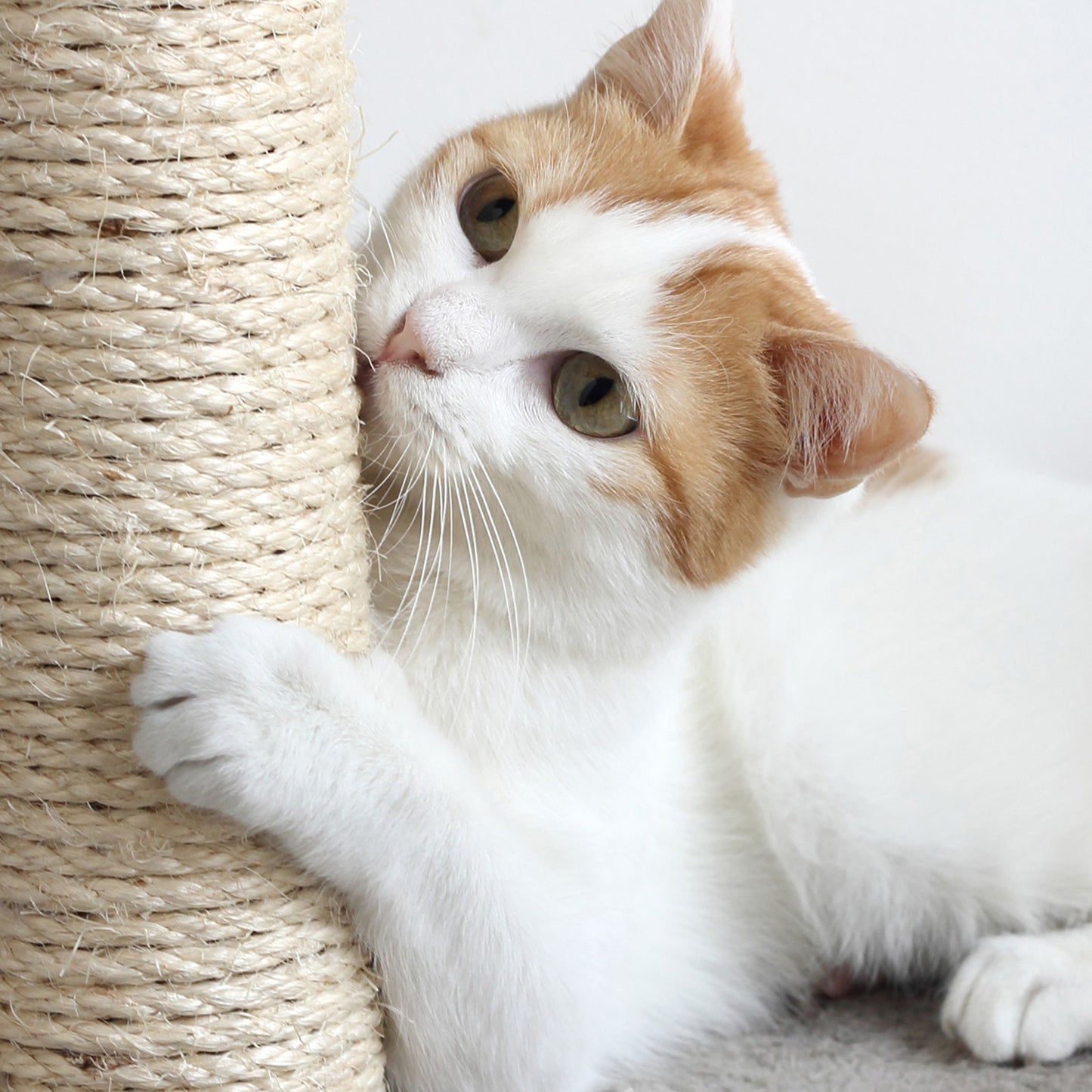 Kitty Cat Condo with Overhead Balcony