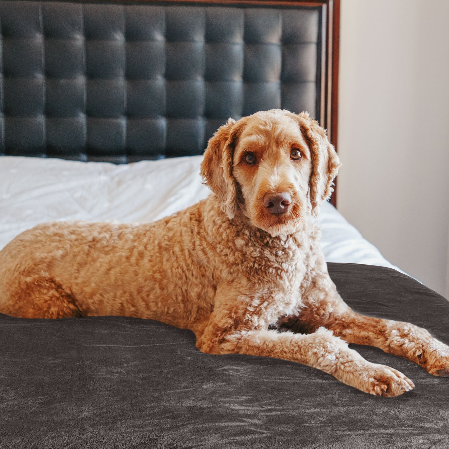 PETMAKER 50x60in Waterproof Dog Blanket, Charcoal