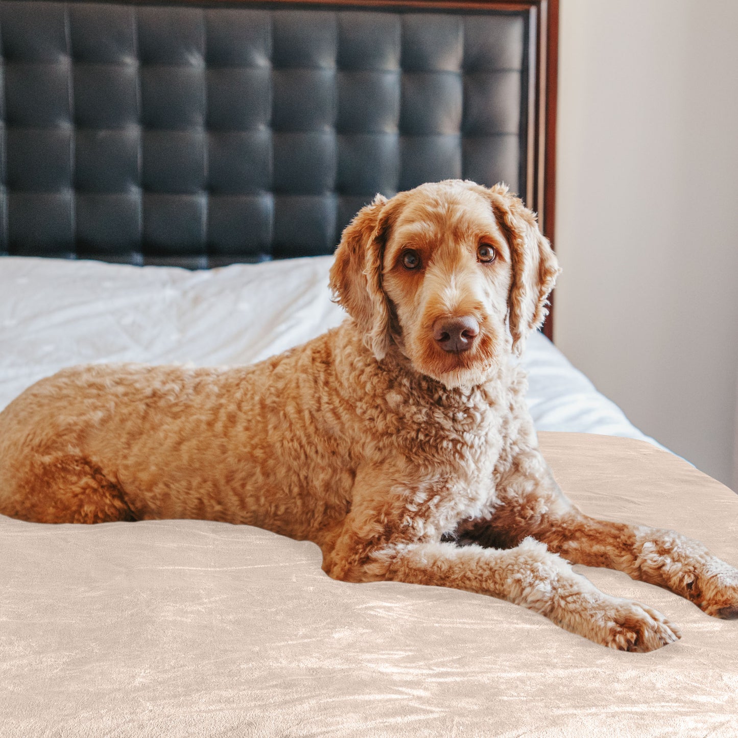 PETMAKER 50x60-Inch Waterproof Dog Blanket, Tan