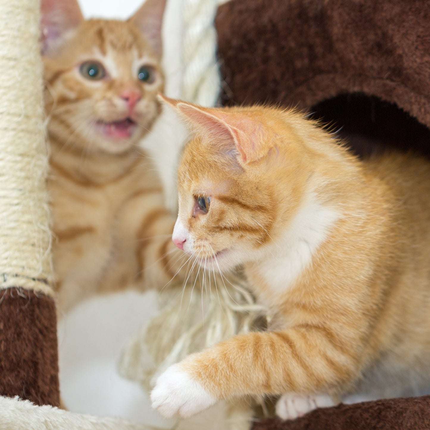 5-Tier Cat Tree with Scratch Posts