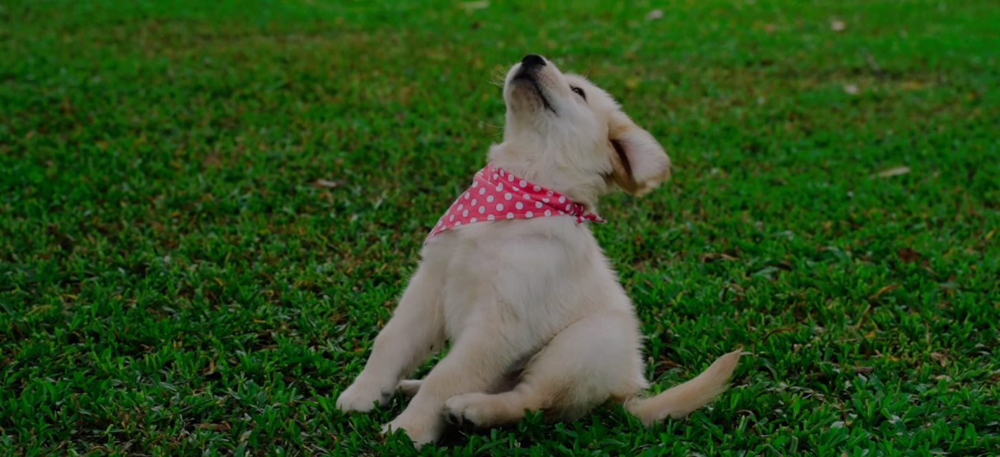 Puppy dog sits on green grass with a red polka dot bandana with the head pulled back as if being blown by a strong wind.