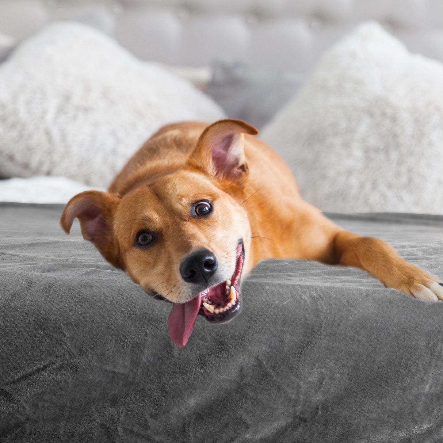 PETMAKER 30x40-Inch Waterproof Dog Blanket, Gray