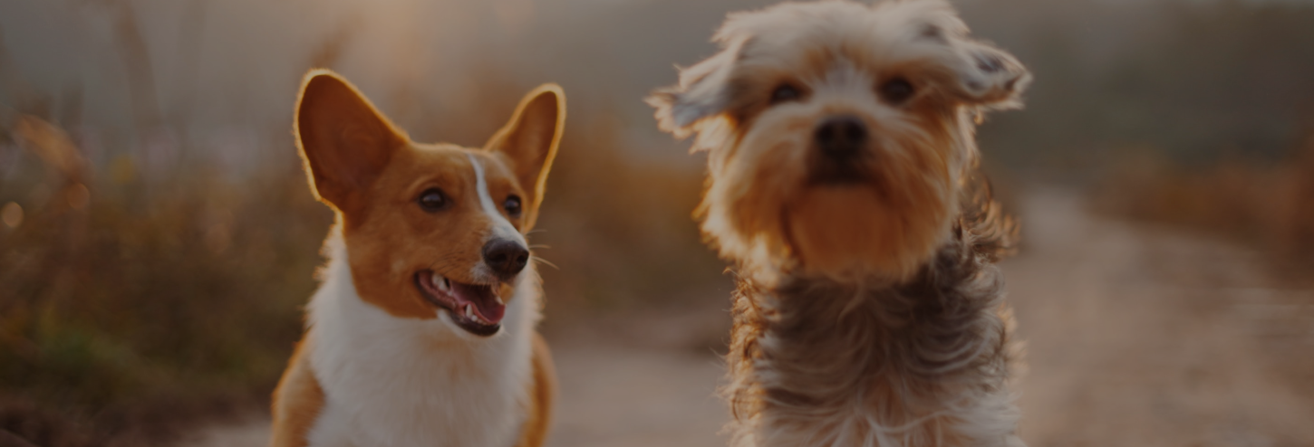 Two small dogs smile while on a fall walk during the golden hour.