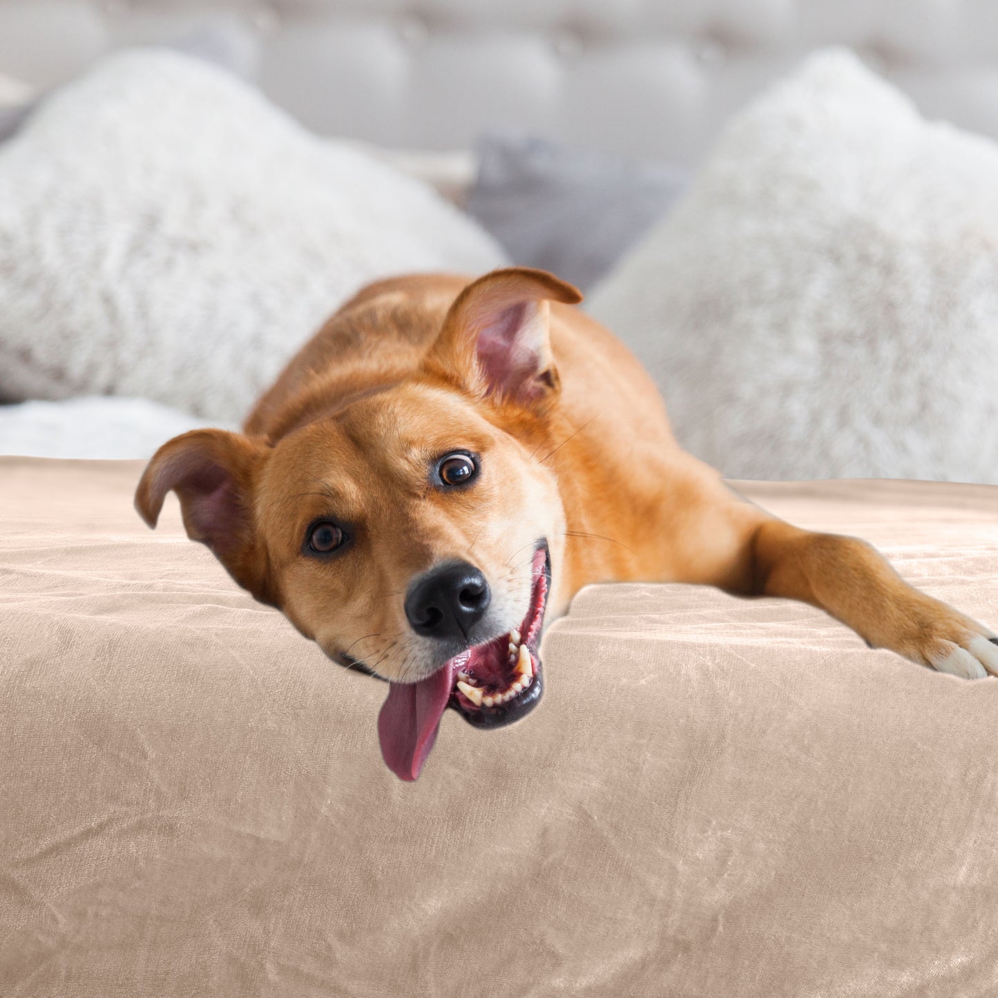 PETMAKER 30x40-Inch Waterproof Dog Blanket, Tan