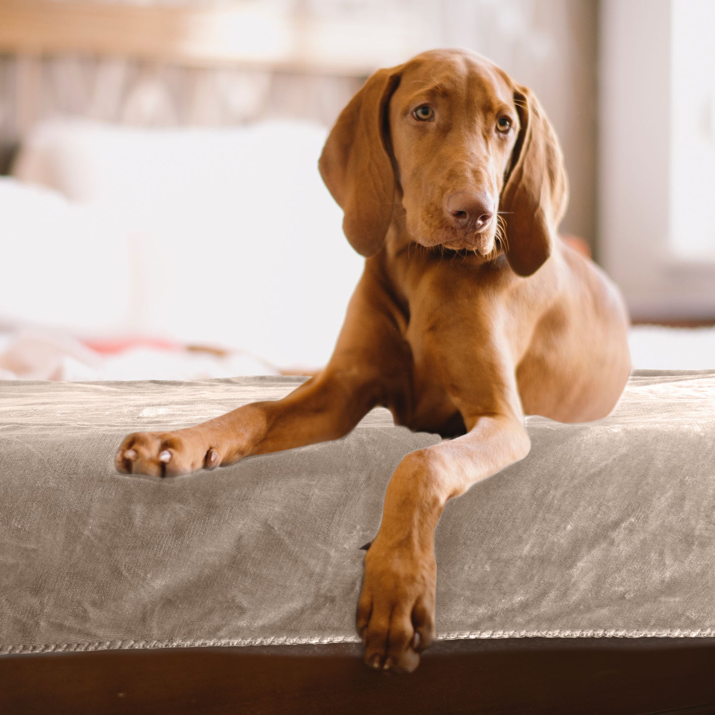 PETMAKER 60x70-Inch Waterproof Dog Blanket, Tan