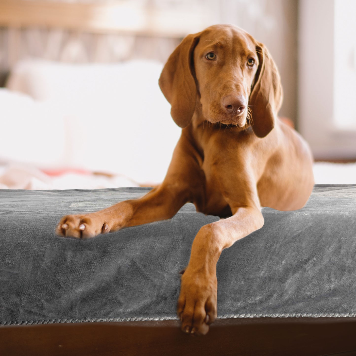 PETMAKER 60x70-Inch Waterproof Dog Blanket, Gray