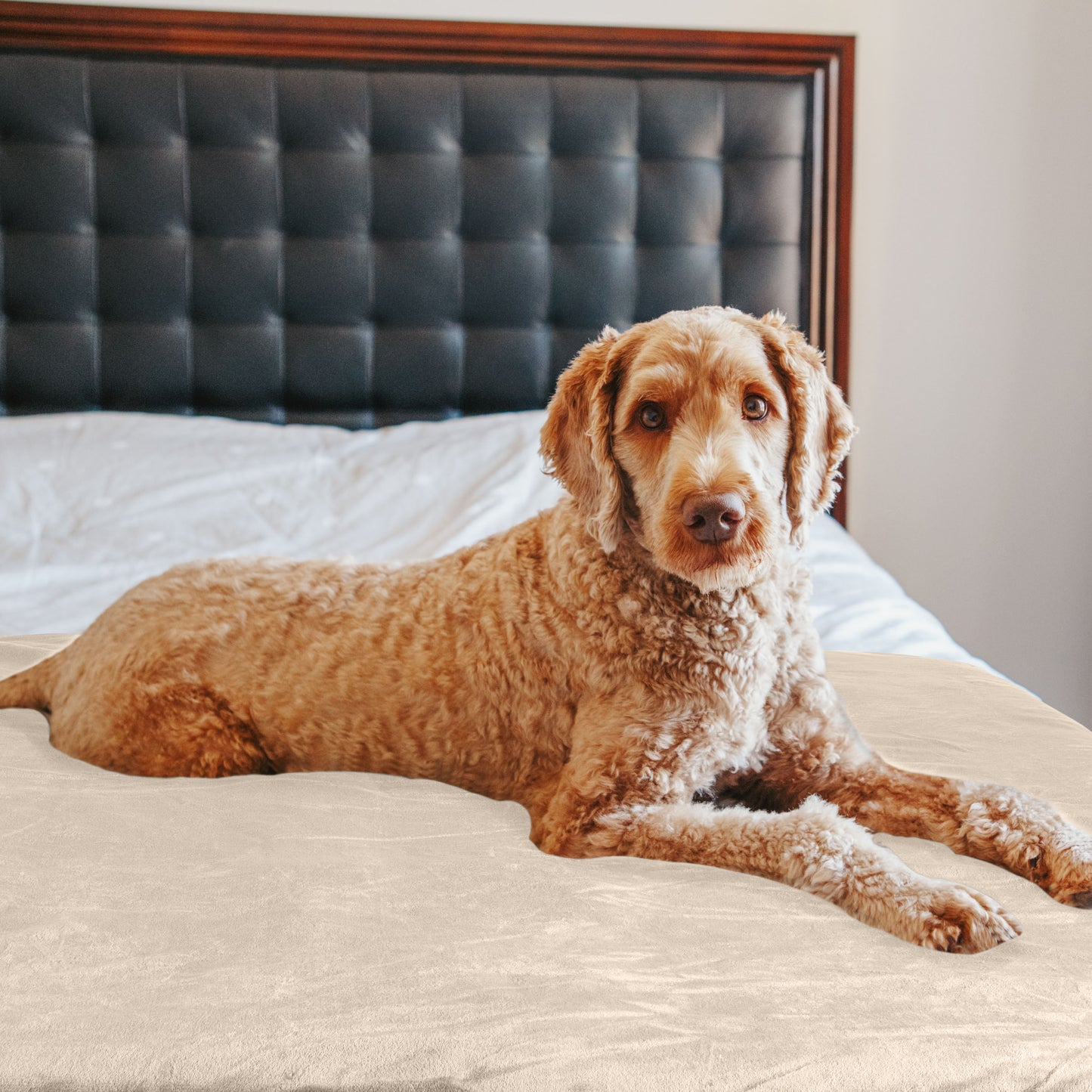 PETMAKER 50x60-Inch Waterproof Dog Blanket, Cream