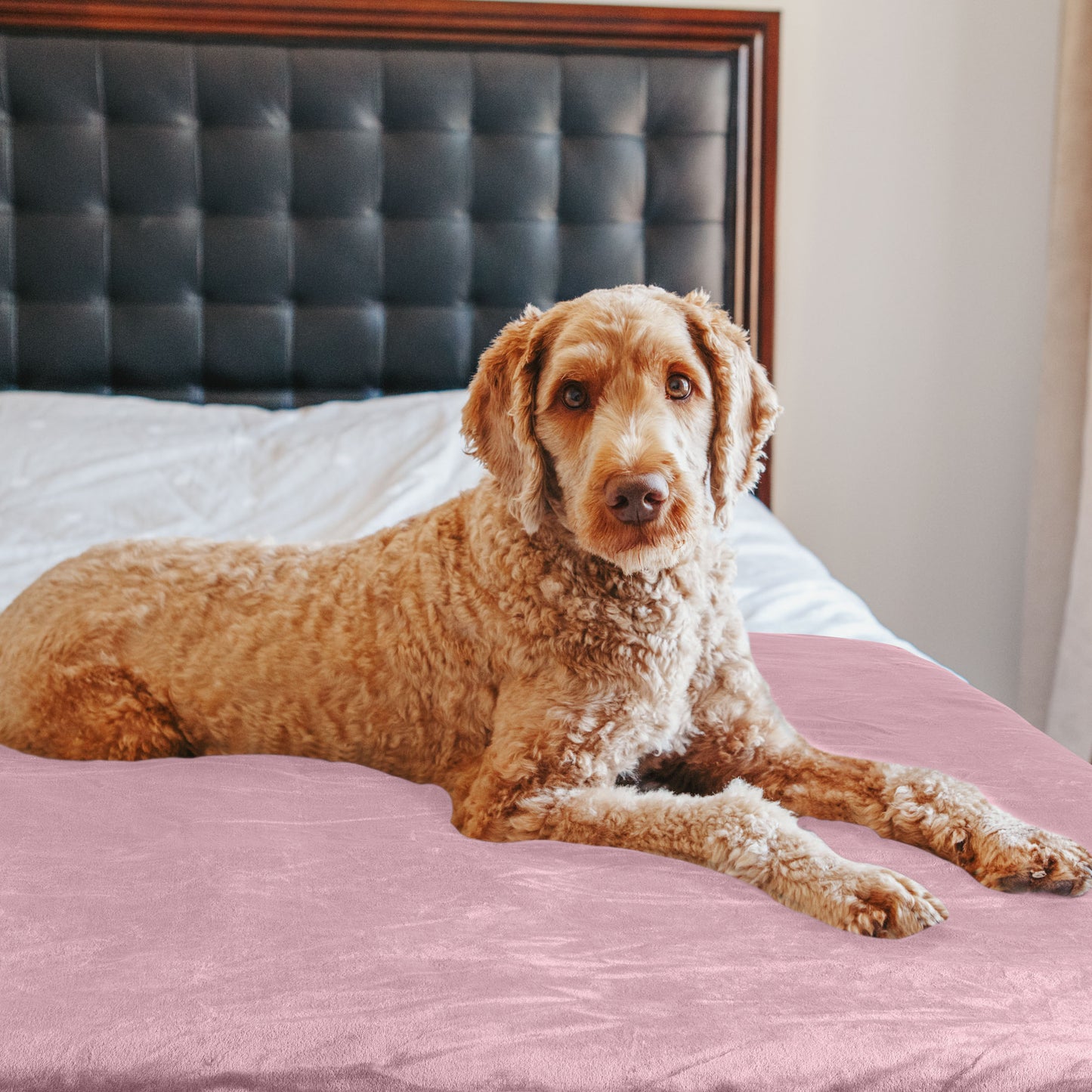 PETMAKER 50x60-Inch Waterproof Dog Blanket, Pink