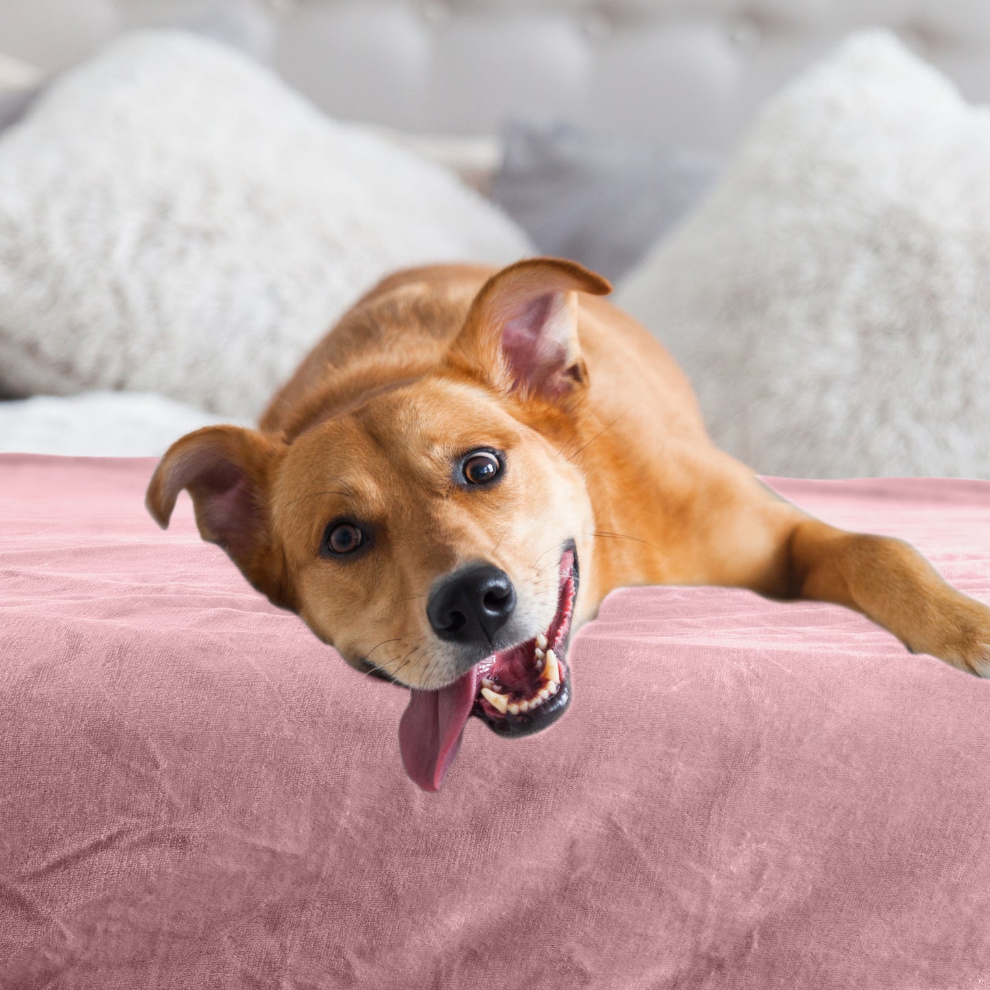 PETMAKER 30x40-Inch Waterproof Dog Blanket, Pink