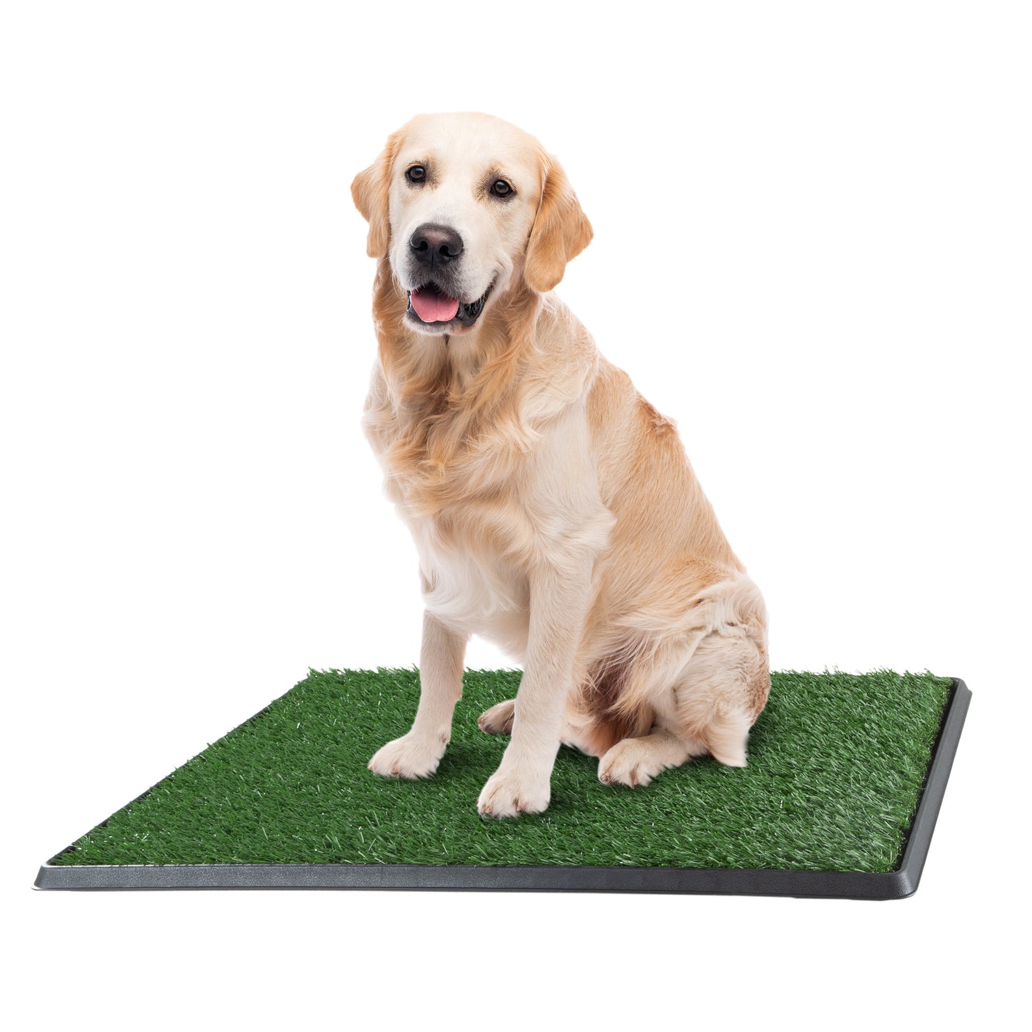 Golden Retriever sits on a pee pad so that the carpet is not soiled when I work long days at work.  