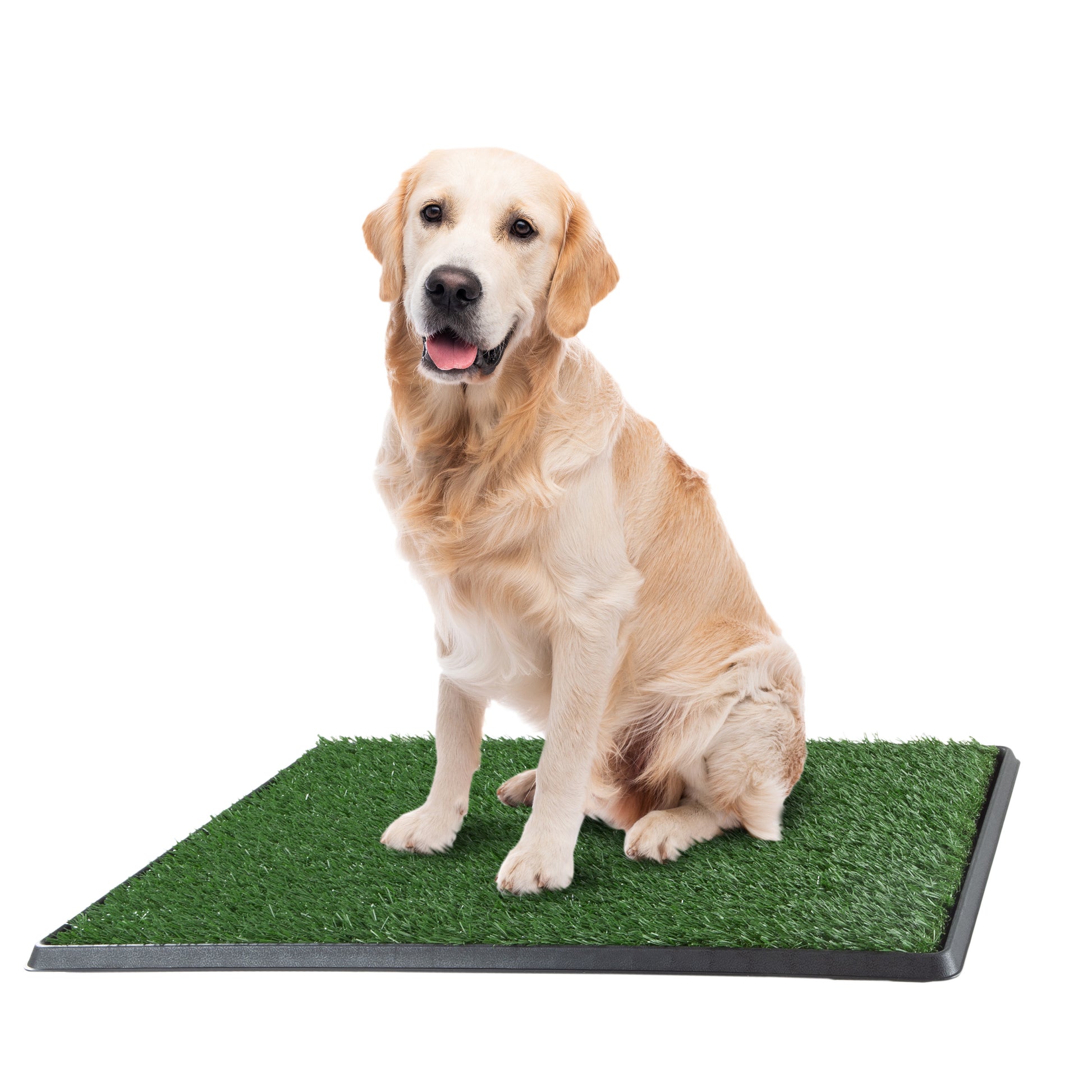 Golden Retriever adult dog sits on a pee pad obediently waiting the owner to get home from work.  